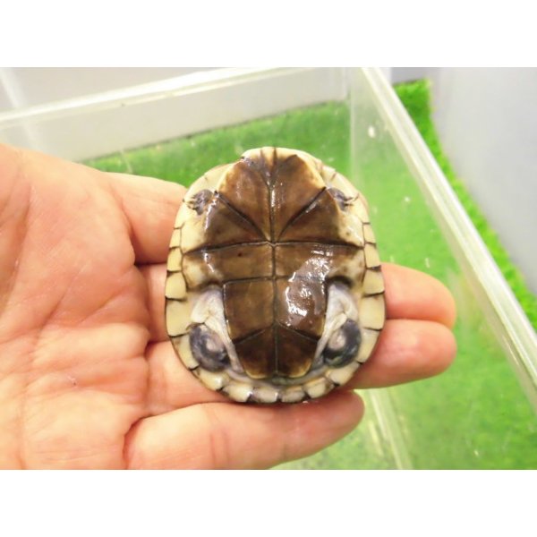 画像4: 美！　アフリカヌマヨコクビガメ　約５.５cm　１ (4)
