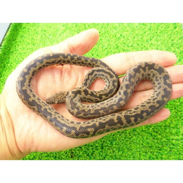 画像7: 美！　スポッテッドパイソン　約５５cm♂　２ (7)