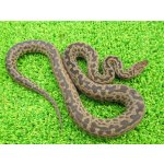 画像: 美！　スポッテッドパイソン　約５５cm♂　２