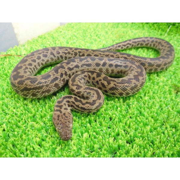 画像2: 美！　スポッテッドパイソン　約５５cm♂　２ (2)