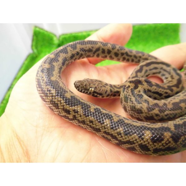 画像6: 美！　スポッテッドパイソン　約５５cm♂　２ (6)