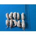 画像: （ファジー）１０匹　国産冷凍マウス　ファジー（約５ｃｍ）