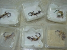 画像: アフリカヌマヨコクビガメ、ヒョウモントカゲモドキ　ワイルド、ノーマル、キャロット、マックスノー入荷！