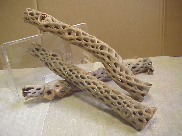 画像1: （太５０cm）天然サボテンの骨 (1)