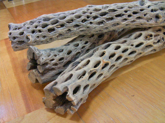 画像: （太４０ｃｍ）天然サボテンの骨