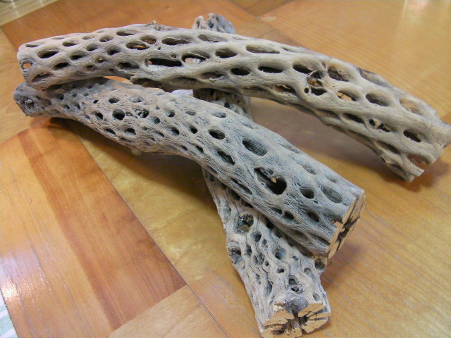 画像1: （太４０ｃｍ）天然サボテンの骨 (1)