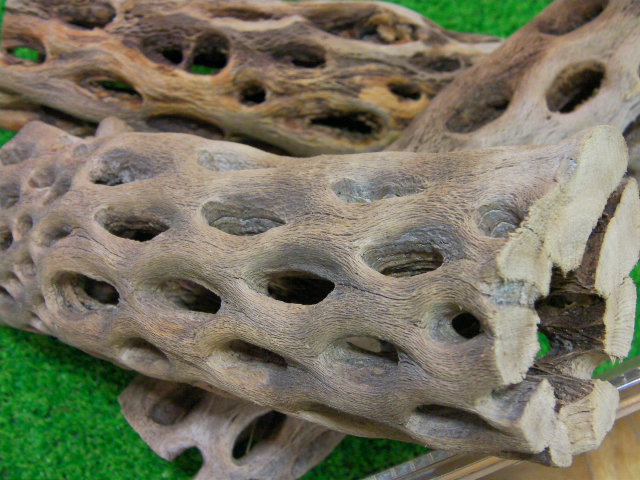 画像: （太２０cm）天然サボテンの骨