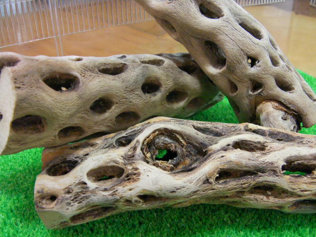 画像: （太２０cm）天然サボテンの骨