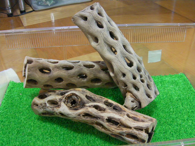 画像1: （太２０cm）天然サボテンの骨 (1)