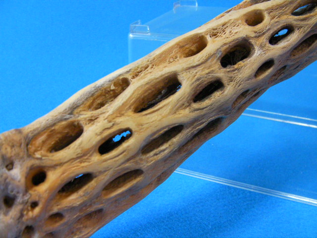 画像: （太６５cm）天然サボテンの骨