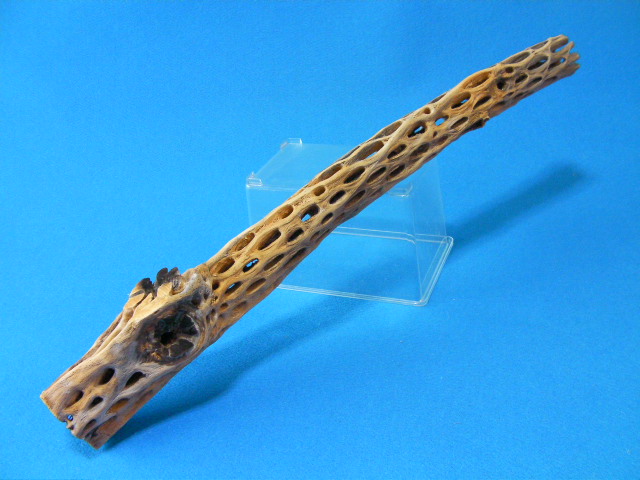 画像: （太６５cm）天然サボテンの骨