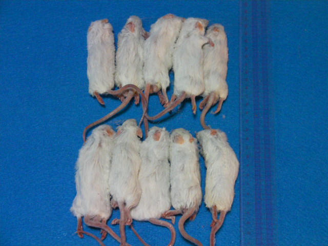画像1: （アダルトＬＬ）１０匹　国産冷凍マウス　アダルトＬＬ（約１０ｃｍ） (1)