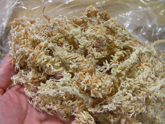 画像: 天然水苔（ＡＡＡ＋グレード）　約５L