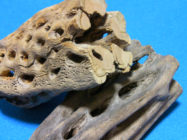 画像: （極太１５cm）天然サボテンの骨