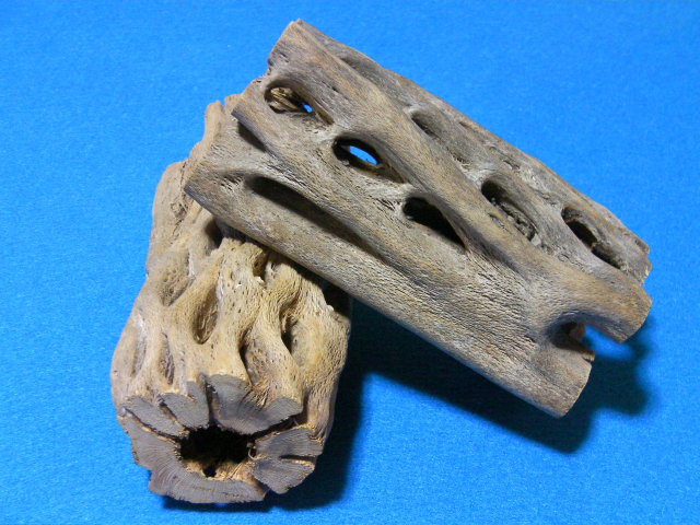 画像: （極太１５cm）天然サボテンの骨