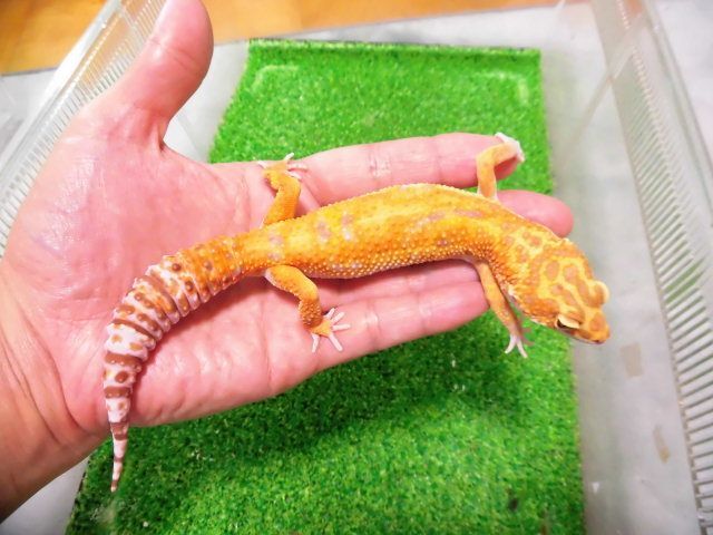 美 タンジェリンアルビノ ヒョウモントカゲモドキ 約１９cm １ 爬虫類専門店 ふくみず