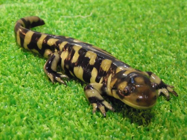 カワ(・∀・)イイ!!【厳選個体】極美！爆食！オビタイガーサラマンダー 16～17㎝ 黄色