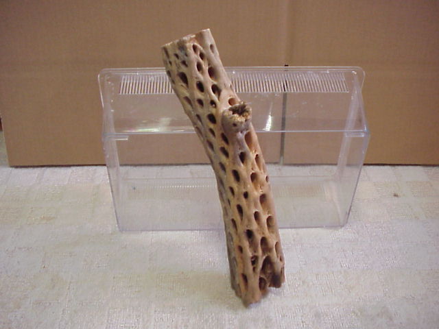 画像: （太３０cm）天然サボテンの骨