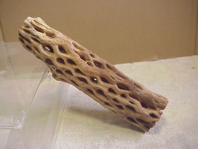 画像: （極太３０cm）天然サボテンの骨