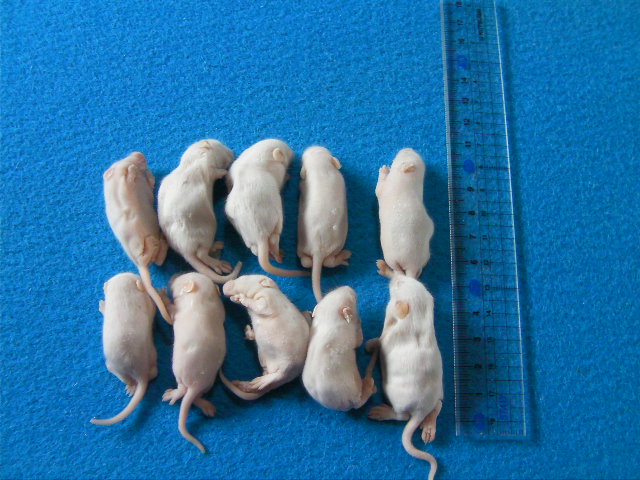 画像1: （ファジー）１０匹　国産冷凍マウス　ファジー（約５ｃｍ） (1)