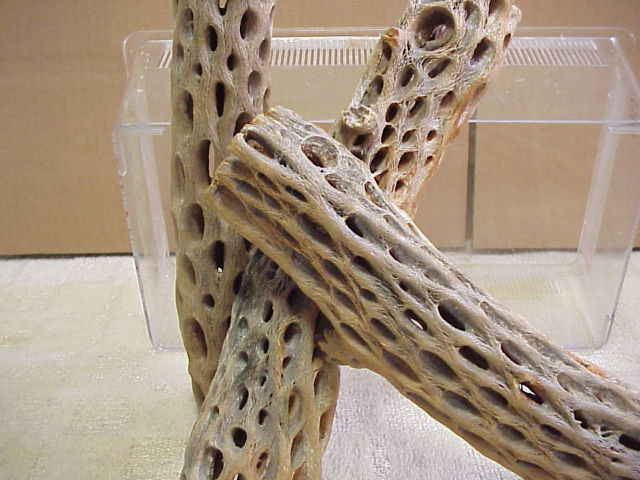 画像: （太３０cm）天然サボテンの骨