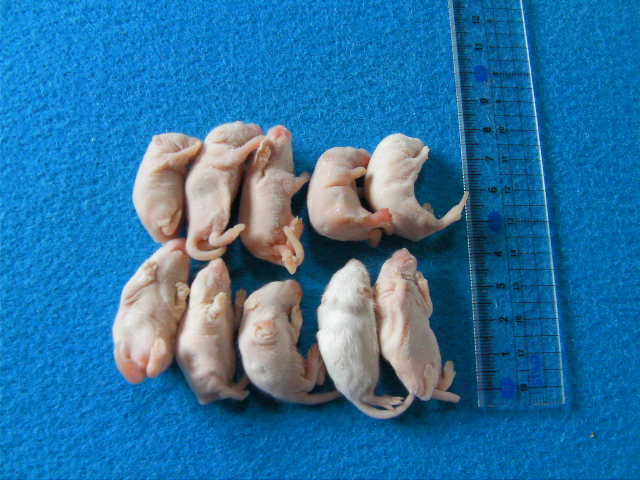 L）１０匹 国産冷凍マウス Ｌ（約４ｃｍ） 爬虫類専門店 ふくみず