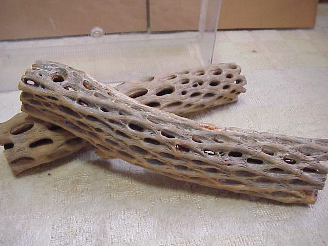 画像1: （太３０cm）天然サボテンの骨 (1)