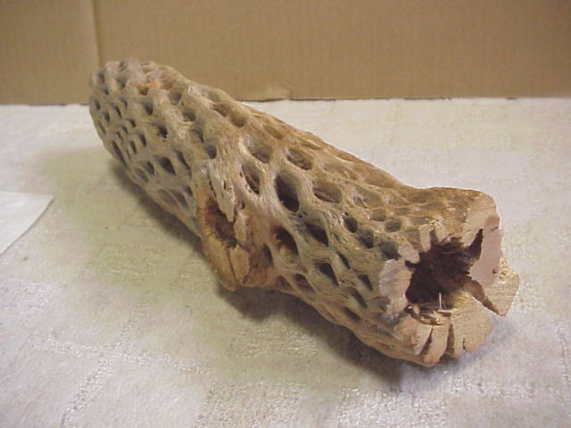 画像1: （極太３０cm）天然サボテンの骨 (1)
